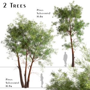 Set Of Pinus Sylvestris Trees (scots Pine)