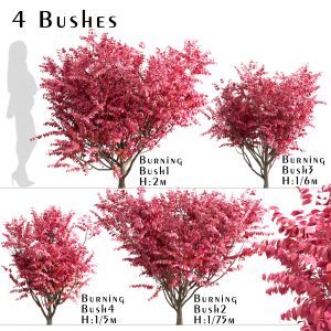 Set Of Burning Bush Bushes (Euonymus Alatus)