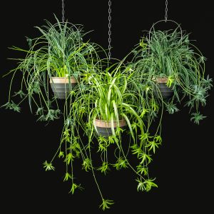 Spider Plants Set