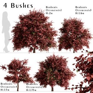 Set Of Berberis Ottawensis Bushes (Barberry)