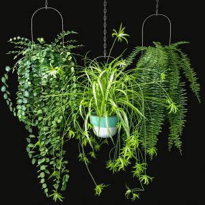 Hanging Plants Set