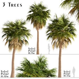 Set Of Sabal Palm Trees (Cabbage Palm) (3 Trees)