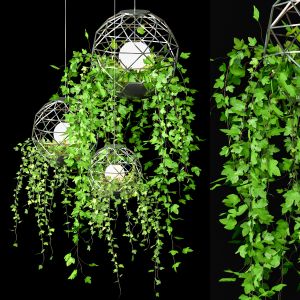 Ivy Hanging Plants Set