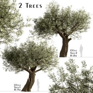 Set Of Olive Trees (Olea Europaea) (2 Trees)