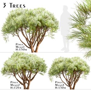 Set Of Pinus Mugo Trees (Creeping Pine) (3 Trees)