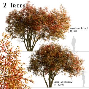 Set of Amelanchier Trees (Shadbush / Serviceberry)