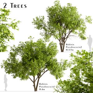 Set Of Robinia Pseudoacacia Trees (Black Locust)