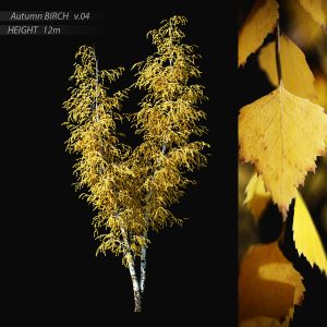 Birch Autumn V.04 (12m)