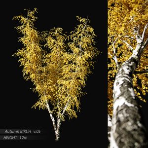 Birch Autumn V.05 (12m)