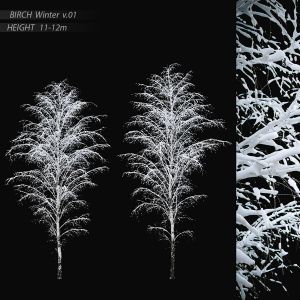 Birch Winter V.01 (11-12m)