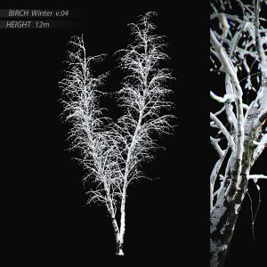 Birch Winter V.04 (12m)