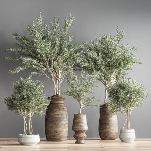 Indoor Plant Set 18