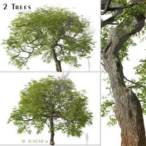 Set Of Tilia Cordata Tree ( Small-leaved Lime )