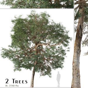 Set Of Olive Tree (Olea Europaea) (2 Trees)