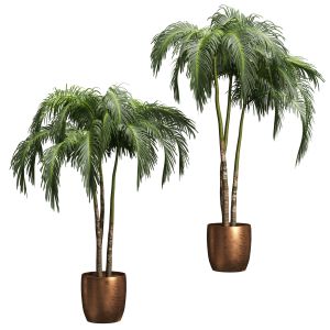 Palms In tubs. 6 Models