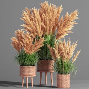 Indoor Plant Set 49(pampas)