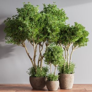 Indoor Plant Set 50