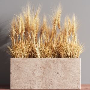 Indoor Plant Set 53(wheat)