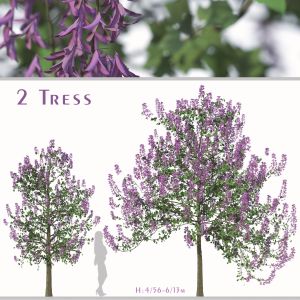 Set Of Paulownia Tomentosa tree ( Princess Tree )