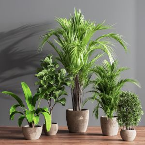 Indoor Plant Set 60