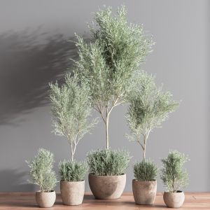 Indoor Plant Olive Set07