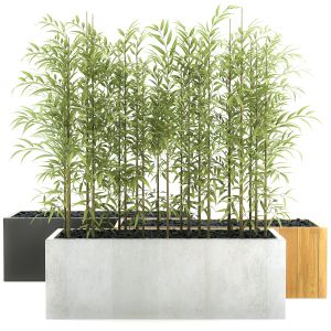 Bamboo Plants 79