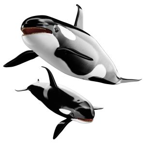 Killer whale