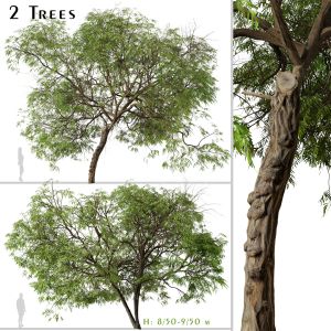 Set Of Brazilian Pepper Tree ( Schinus )