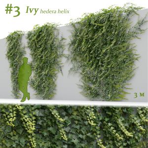 Ivy Hedera Helix #3