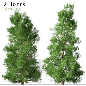 Set Of Cryptomeria Japonica Tree ( Sugi )