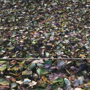 Autumn Foliage Material 01