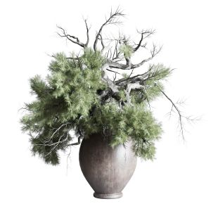 Old Pine Tree In Dirty Wooden Pot  Indoor Plant 3