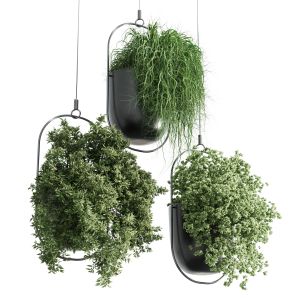 Hanging Plant Indoor Plants 306 Corona