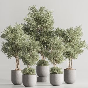 Indoor Plant Set 83