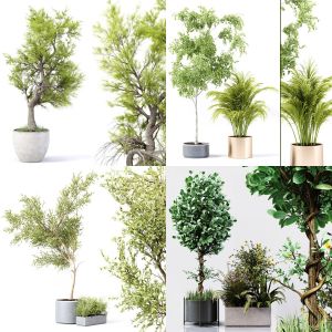 5 Collection Indoor Plants 03