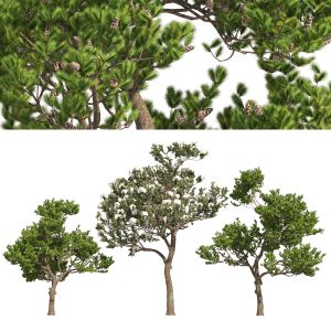 Winter And Summer Pinus Pinea Trees