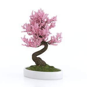 Bonsai Sakura