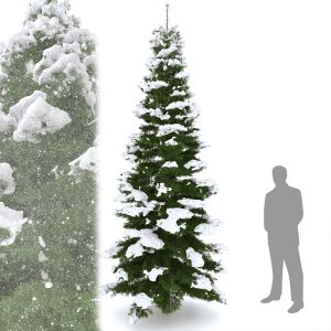 Spruce Tree With Snow