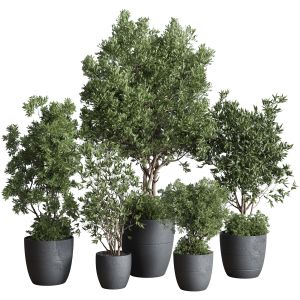 Outdoor Plant Set 133 Plant Tree Olive In A Dirt