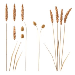 Set - Wheat