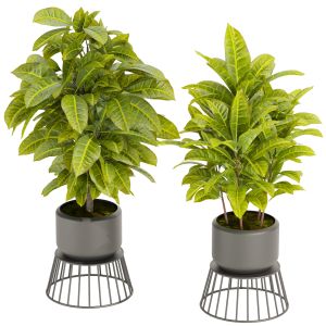 Collection Plant Vol 393 - Pot - Croton