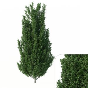 Carpinus Betulus Tree No 1