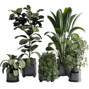 Indoor Plant Set 311 Ficus Lyrata Ficus Rubbery In