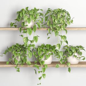 Hanging Plants On Shelf 3