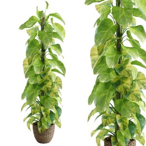 Epipremnum Aureum