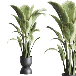 Ficus Elastica Pot Indoor Plant 316 Concrete Dirt