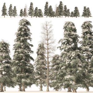 Winter Green Spruce Forest