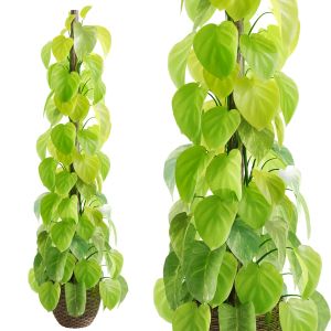 Epipremnum Aureum 02