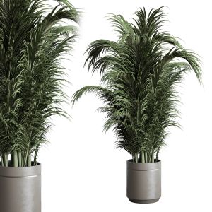 Indoor Plant 317 Pot Plant Palm Concrete Dirt Vase