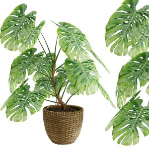 Indoor Monstera Plant - 01